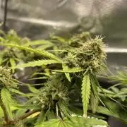 First grow! RQS Blue Cheese Automatic