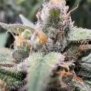 2nd Grow and first run with Mephisto!