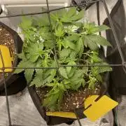 First grow! RQS Blue Cheese Automatic