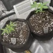 2nd Grow and first run with Mephisto!