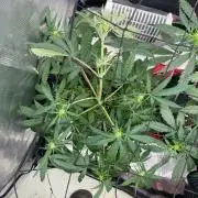 2nd Grow and first run with Mephisto!