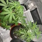 2nd Grow and first run with Mephisto!