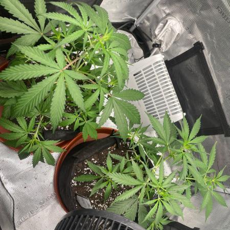 2nd Grow and first run with Mephisto!