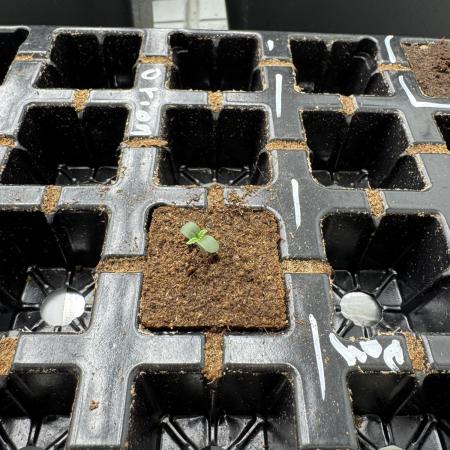 F1 FullPush with Co2