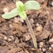 Frostbanger Auto (Princess Frostina)