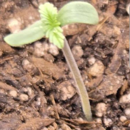 Frostbanger Auto (Princess Frostina)