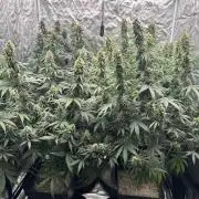 OG Kush