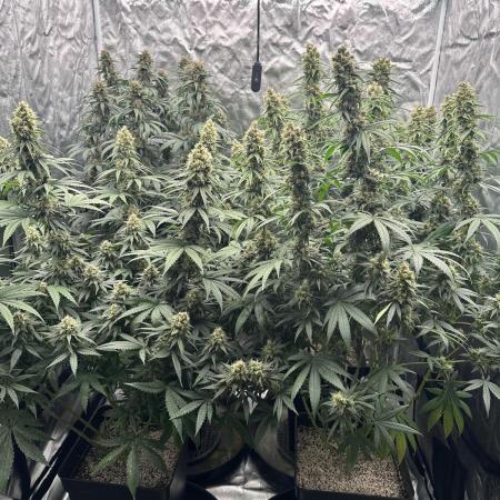 OG Kush
