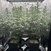 OG Kush