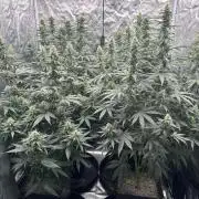 OG Kush