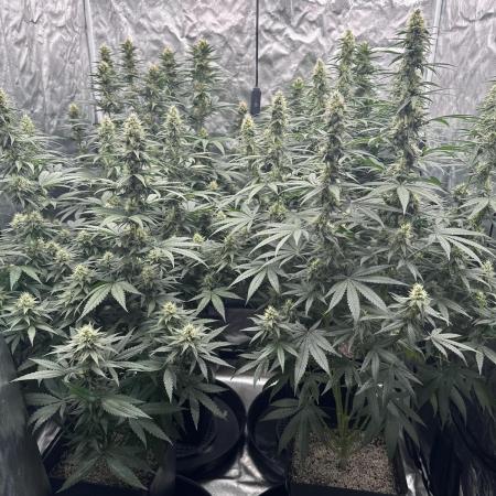 OG Kush