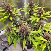 Fastbuds Autos run