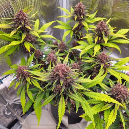 Fastbuds Autos run