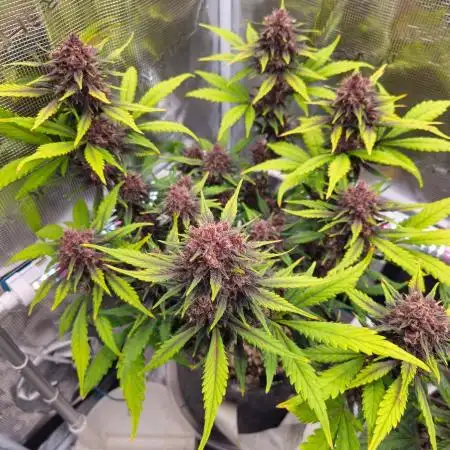 Fastbuds Autos run