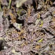Fastbuds Autos run