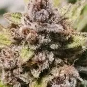 Fastbuds Autos run
