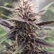 Fastbuds Autos run