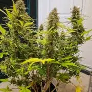 Fastbuds Autos run