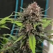 Fastbuds Autos run