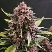 Fastbuds Autos run