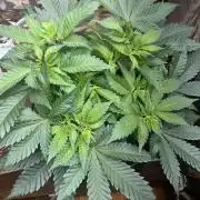 Firsttime grow pink rozay