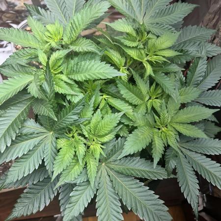 Firsttime grow pink rozay