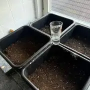 Pinienapfel