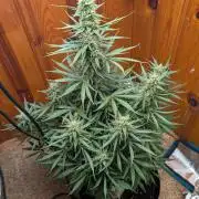 mystery strain