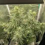 mystery strain