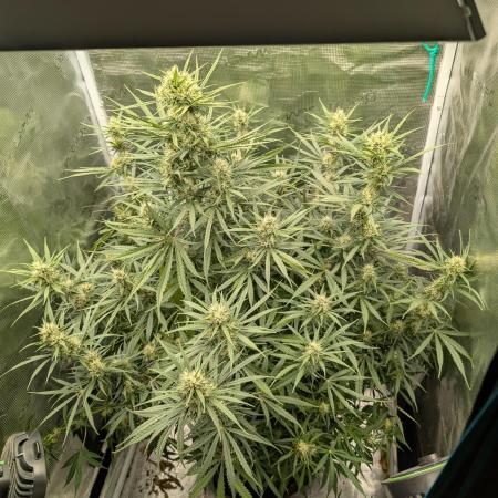 mystery strain
