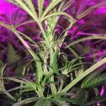 RDWC auto grow - take 2