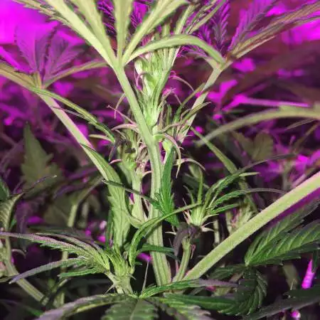 RDWC auto grow - take 2