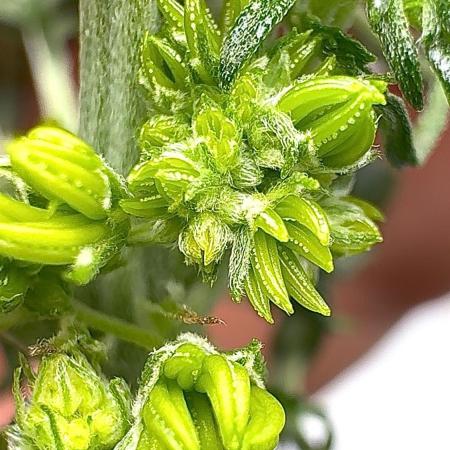 F3 Purple Auto Freak - Frumplepuff’s