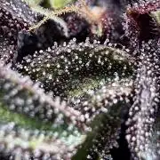F2 Purple Auto Freak Hunt 400+seeds