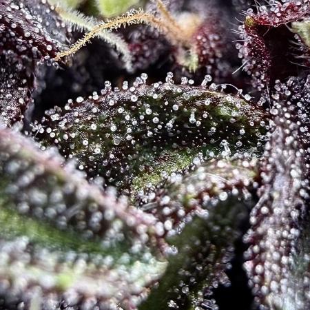 F2 Purple Auto Freak Hunt 400+seeds