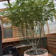 Alladin Kush