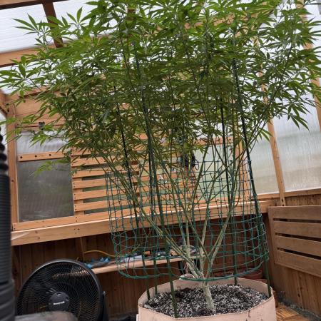 Alladin Kush