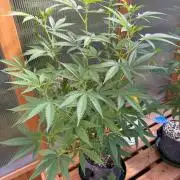 Mule Fuel - Tiki’s cut