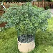 Alladin Kush