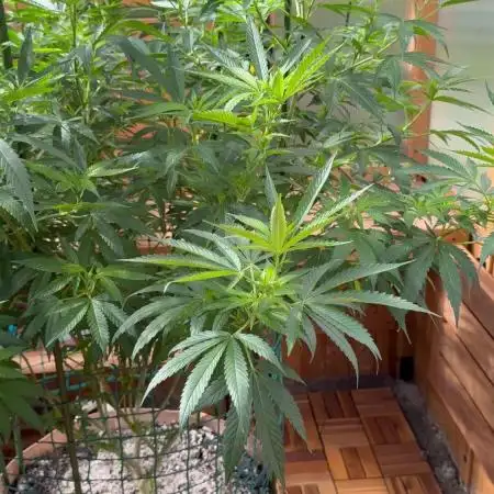 Alladin Kush