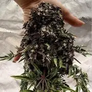 F2 Purple Auto Freak Hunt 400+seeds