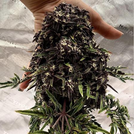 F2 Purple Auto Freak Hunt 400+seeds