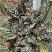F2 Purple Auto Freak Hunt 400+seeds