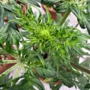 F3 Purple Auto Freak - Frumplepuff’s