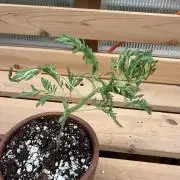 F2 Purple Auto Freak Hunt 400+seeds