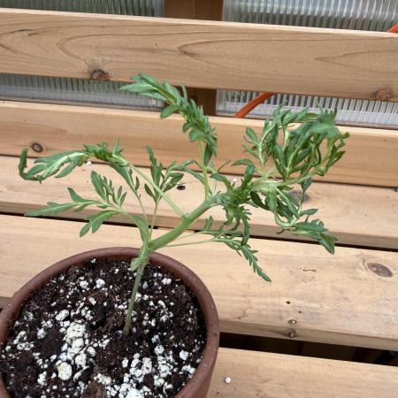 F2 Purple Auto Freak Hunt 400+seeds