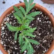 F3 Purple Auto Freak - Frumplepuff’s