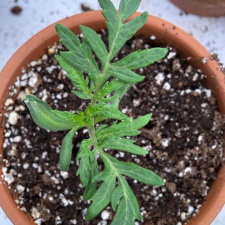 F3 Purple Auto Freak - Frumplepuff’s
