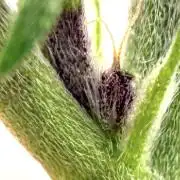 F2 Purple Auto Freak Hunt 400+seeds