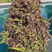 F2 Purple Auto Freak Hunt 400+seeds